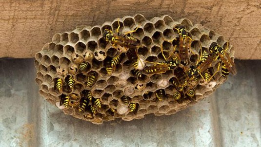 Yellow Jacket Nest